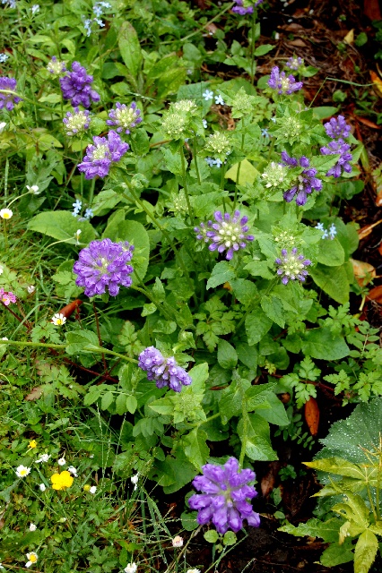 Campanula foliosa